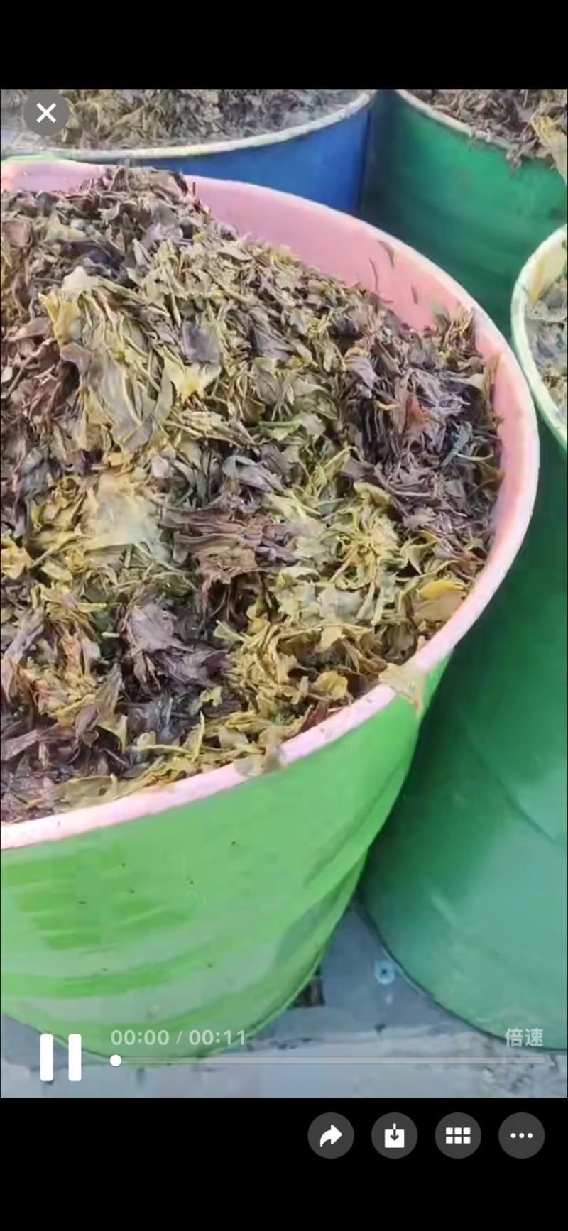 茶叶渣子