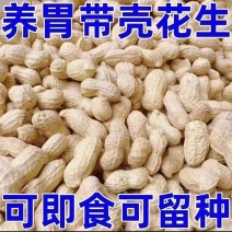 花生带壳花生/大花生/花育花生/自然晾晒/全国批发