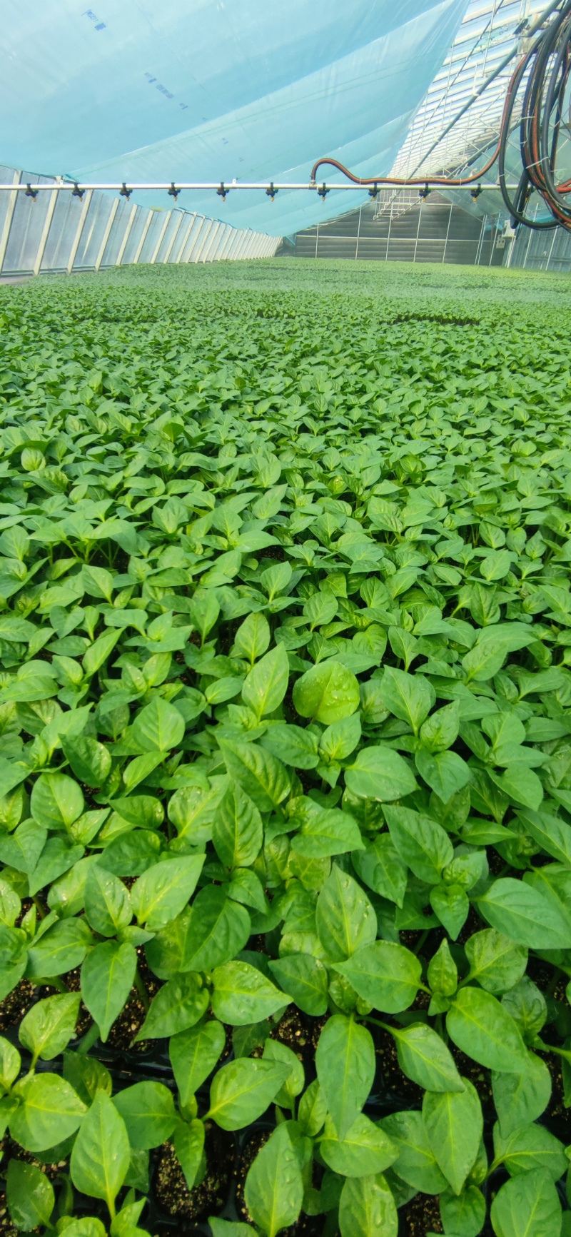 基地热销青椒苗，圆椒苗，菜椒苗，菜辣椒苗，方椒苗