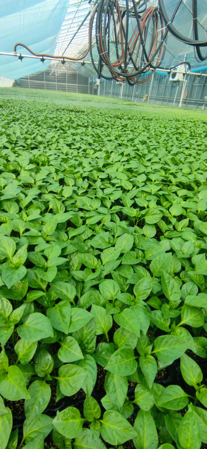 基地热销青椒苗，圆椒苗，菜椒苗，菜辣椒苗，方椒苗