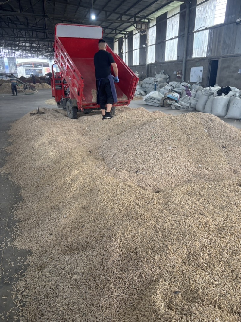生态麦冬0.06内含量，支持打假，以及各种规格常规大货