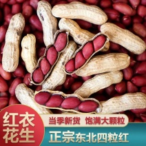 带壳花生/四粒红花生/白沙花生全品类供应批发