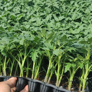 西红柿大红西红柿苗圆茄苗长茄苗各种菜苗专注育苗20年