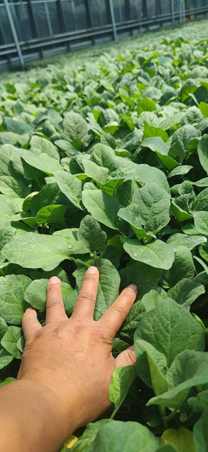 西红柿大红西红柿苗圆茄苗长茄苗各种菜苗专注育苗20年