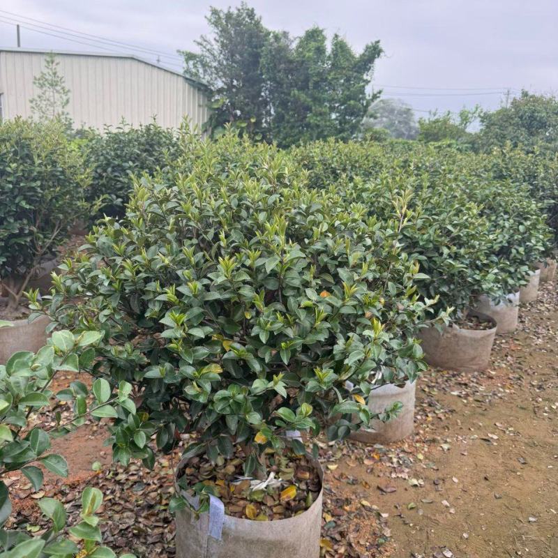茶梅50-100高