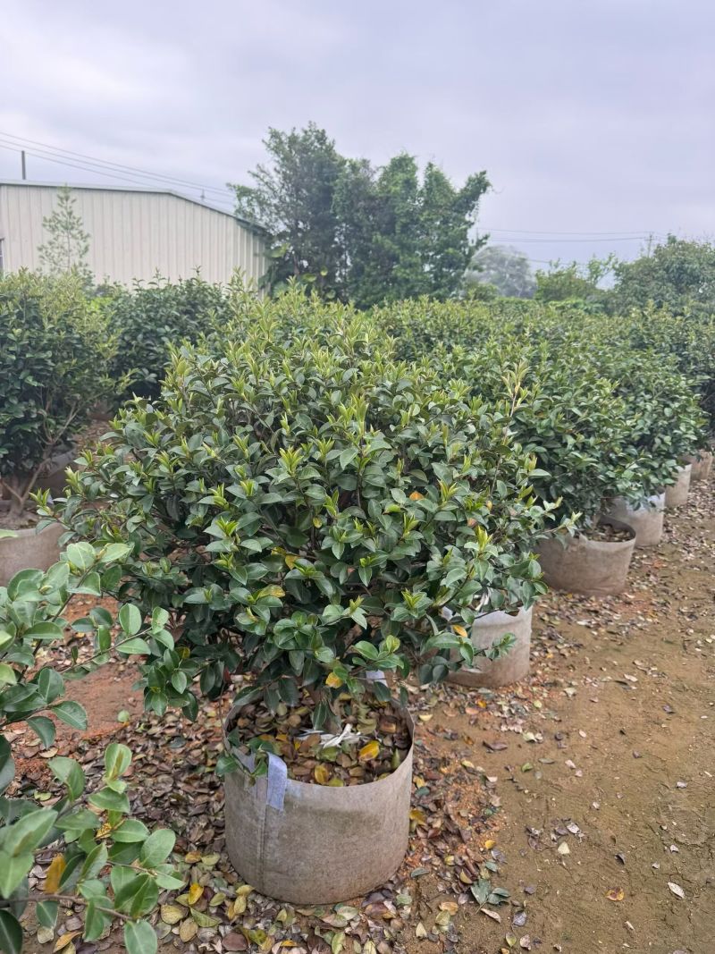 茶梅50-100高