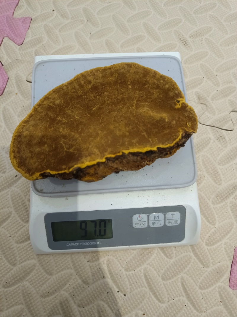 桑树桑黄整块灵芝高海拔地区精品好货，适合各类人群