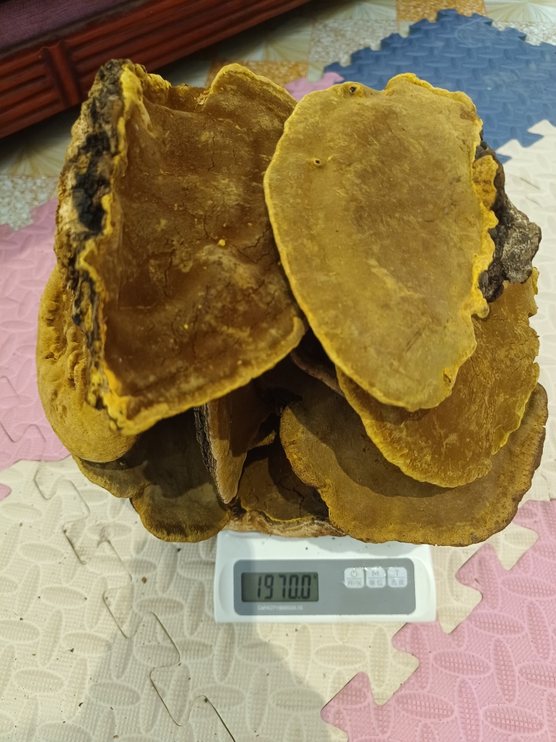 桑树桑黄整块灵芝高海拔地区精品好货，适合各类人群