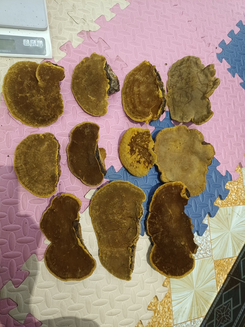 桑树桑黄整块灵芝高海拔地区精品好货，适合各类人群