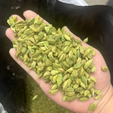 优质绿豆蔻