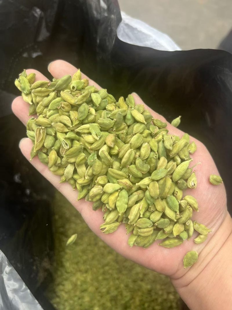 优质绿豆蔻
