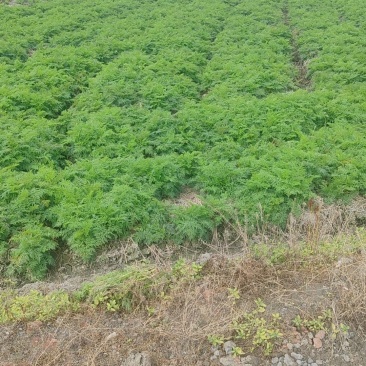 川芎