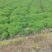 川芎