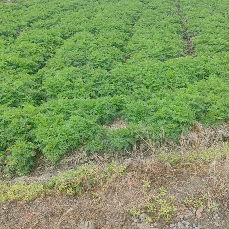 川芎