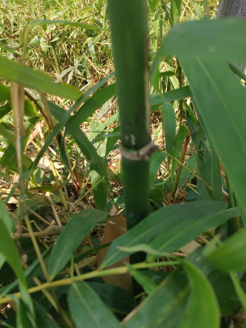 勃氏甜龙竹苗