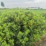 湖北自家苗圃枝子花骨朵开花的都有长短可以定制按需加工