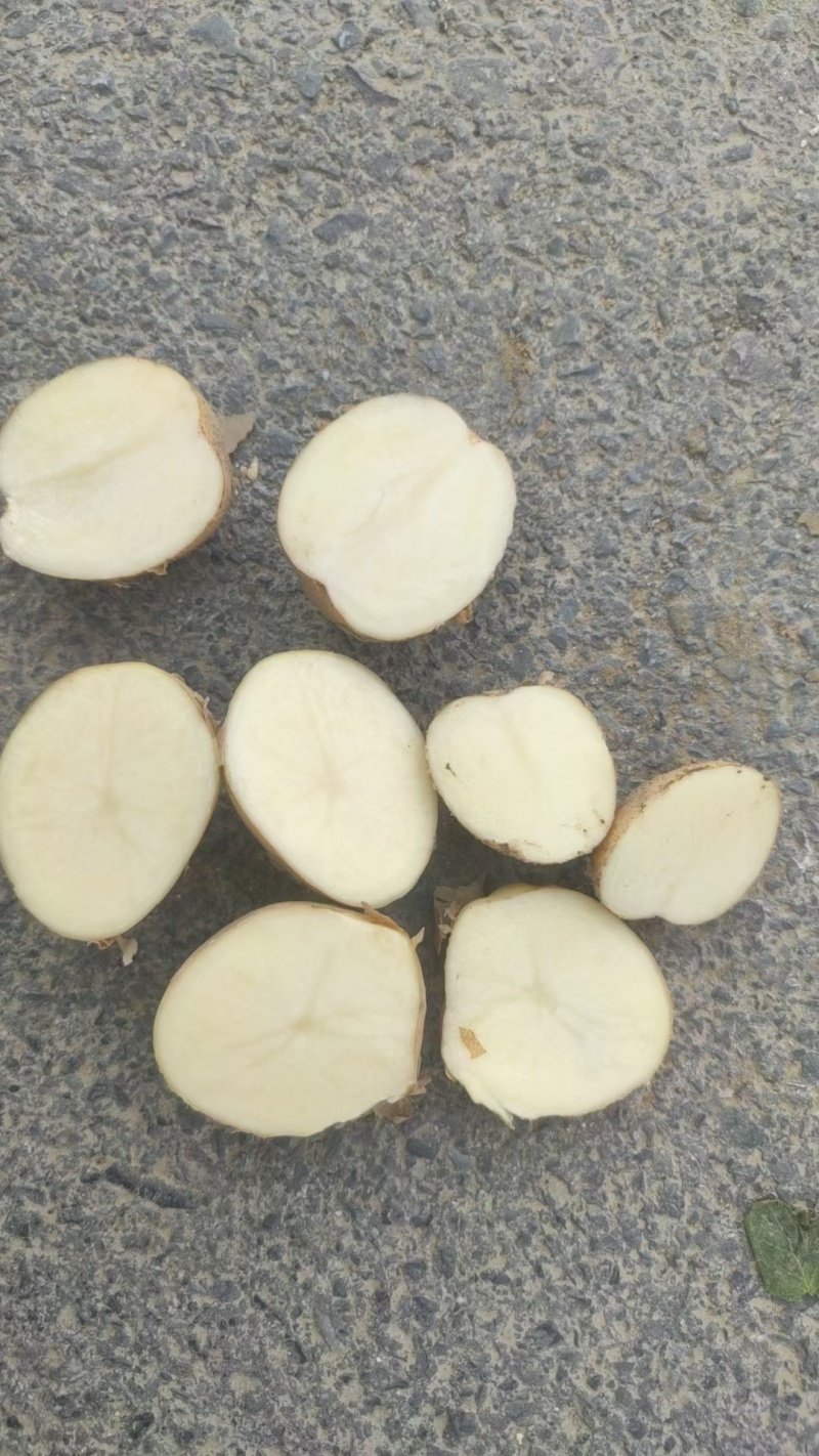 湖北万亩新鲜黄心土豆大量上市，对接市场，加工厂