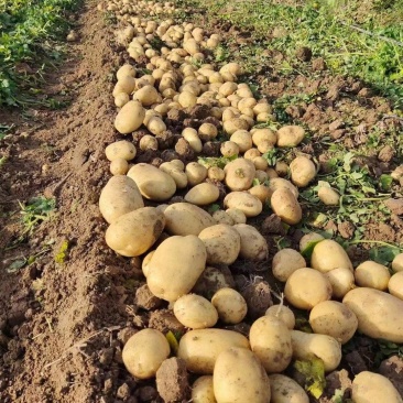 湖北万亩新鲜黄心土豆大量上市，对接市场，加工厂