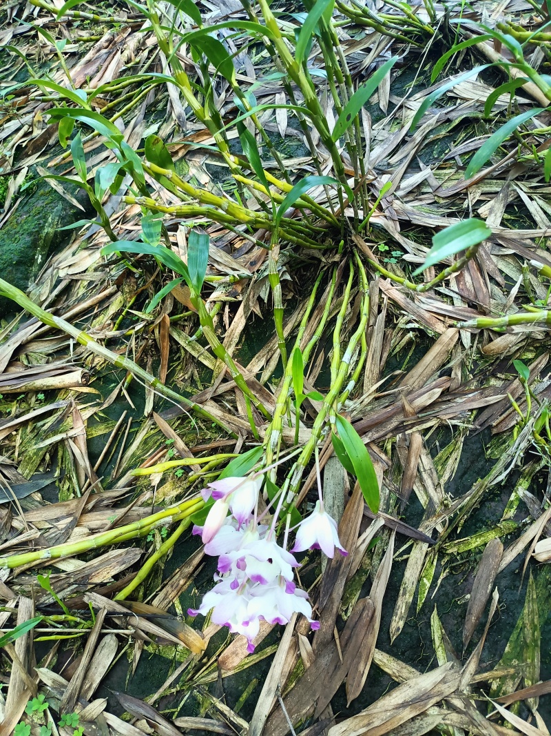 赤水金钗石斛