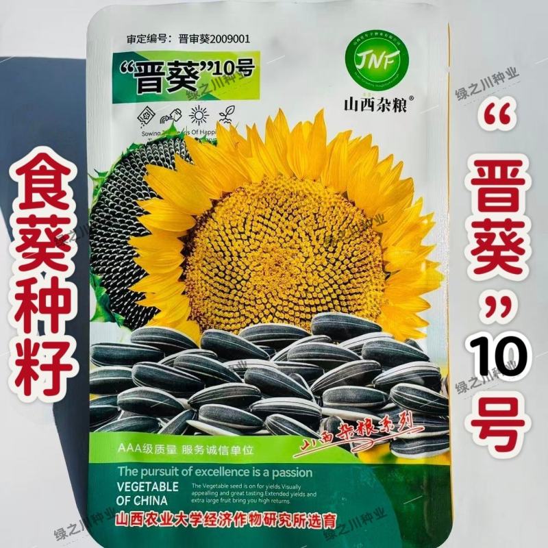 晋葵10号向日葵种子食用葵花种籽高产优质食葵种子耐旱瓜籽