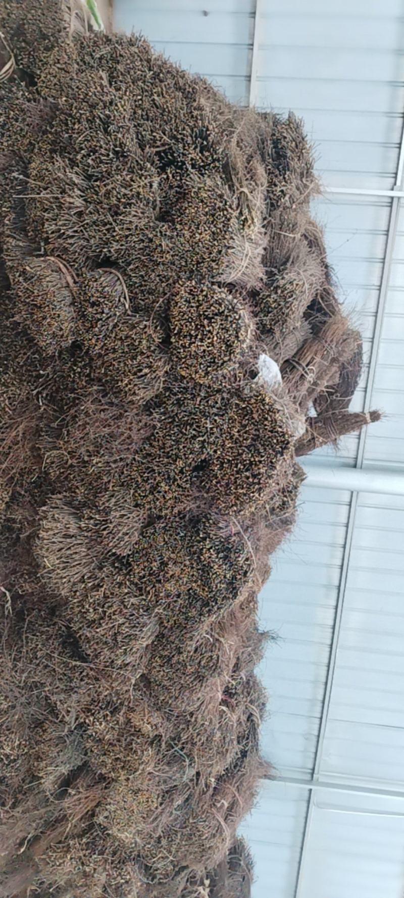 钩藤