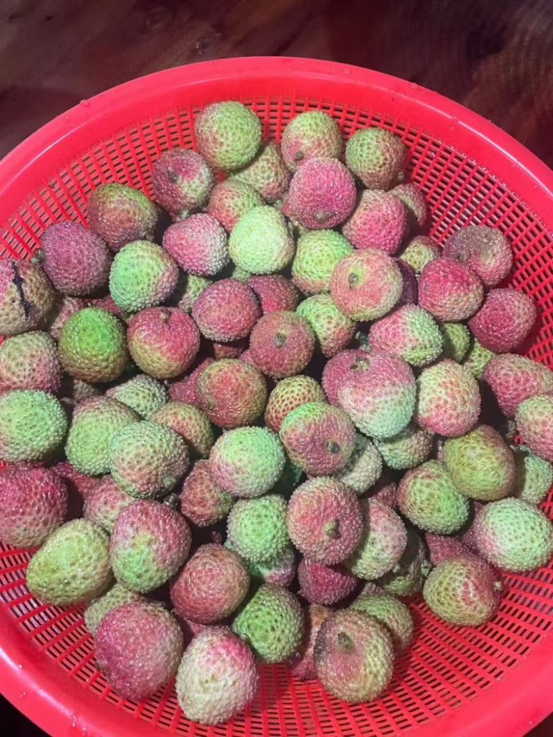 湛江海南妃子笑大量上市。