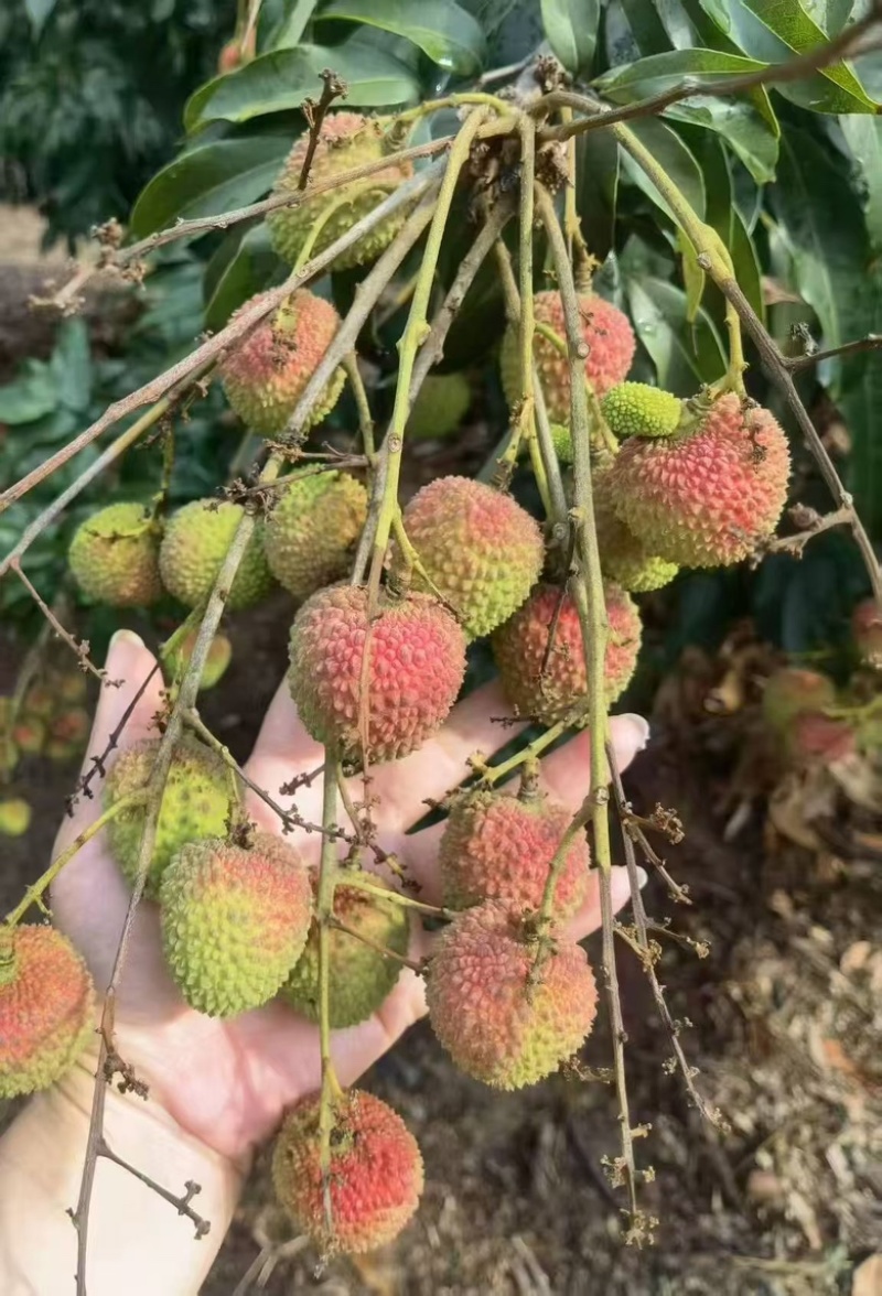 湛江海南妃子笑大量上市。