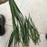 精品韭菜，质量**。需要黑马连头到韭菜的联系。