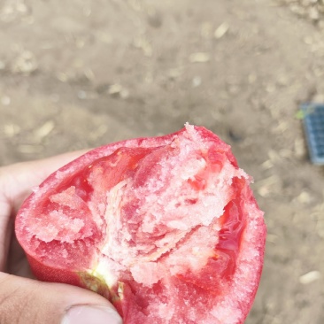 普罗旺斯西红柿。