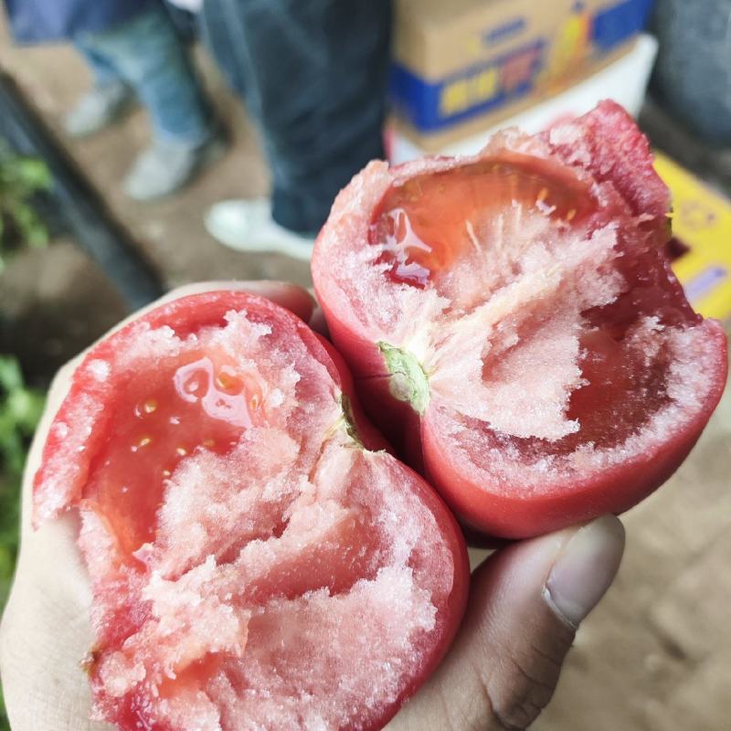 沙瓤大口感西红柿，普罗旺斯。儿时的味道，糖度9个。
