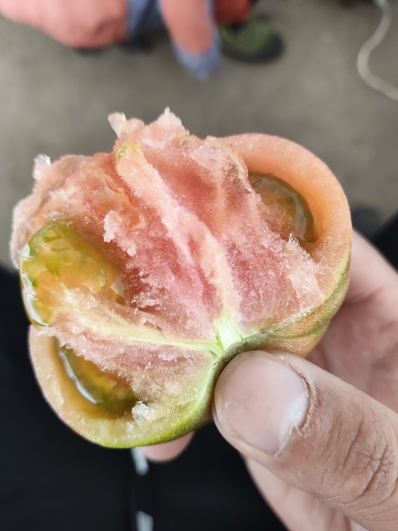 沙瓤大口感西红柿，普罗旺斯。儿时的味道，糖度9个。