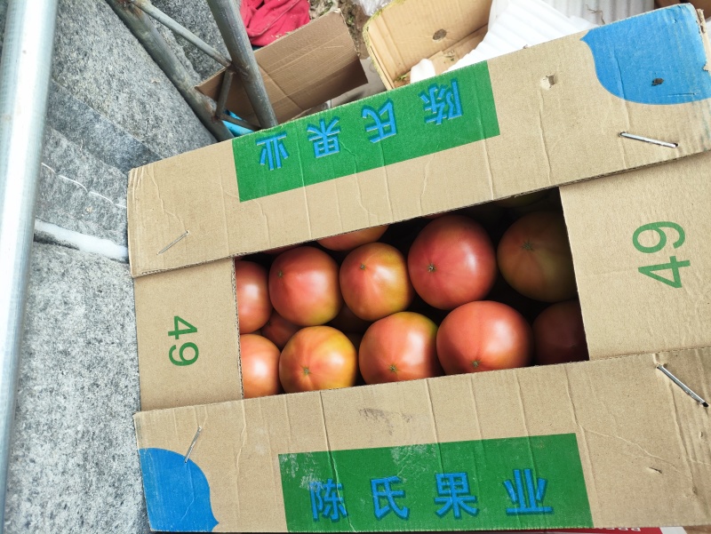 沙瓤大口感西红柿，普罗旺斯。儿时的味道，糖度9个。