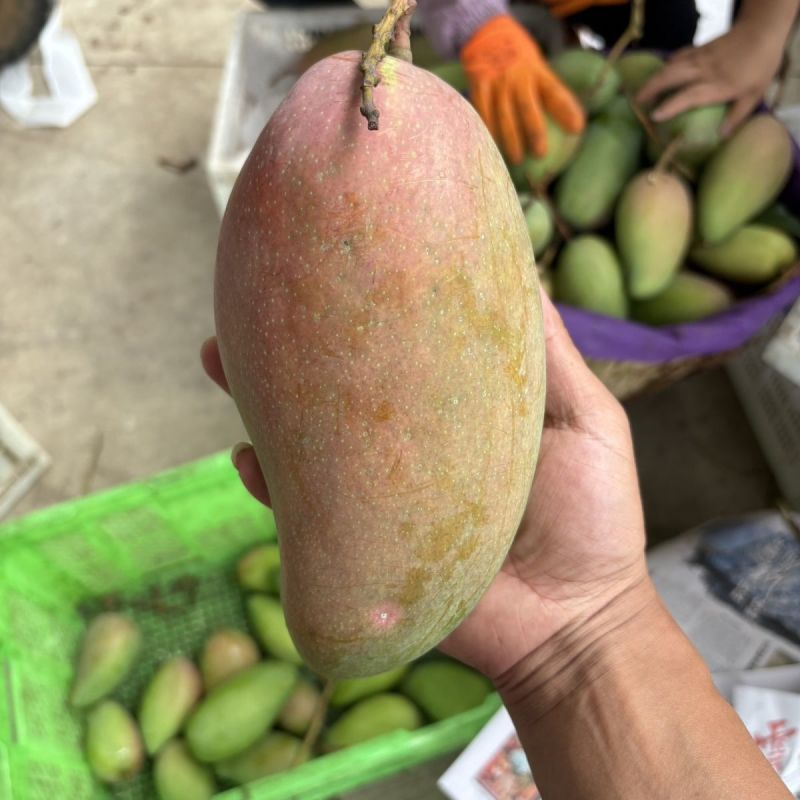 云南大青芒，产地一手货源，保质保量，可对接电商商超等