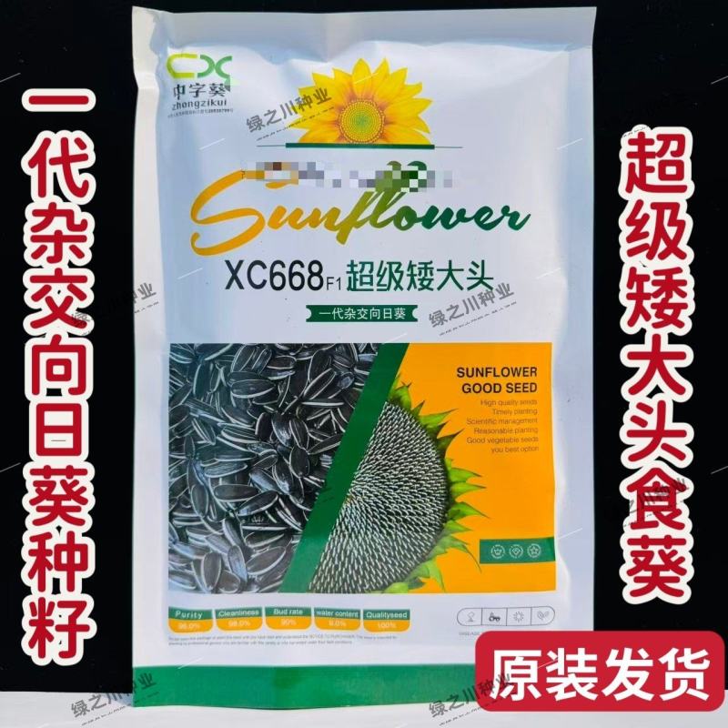 超级矮大头食葵种子xc668向日葵种子杂交大头食用葵种子