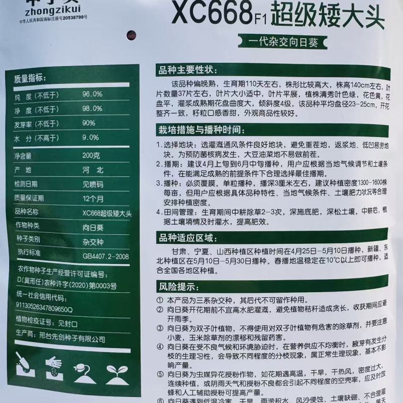超级矮大头食葵种子xc668向日葵种子杂交大头食用葵种子
