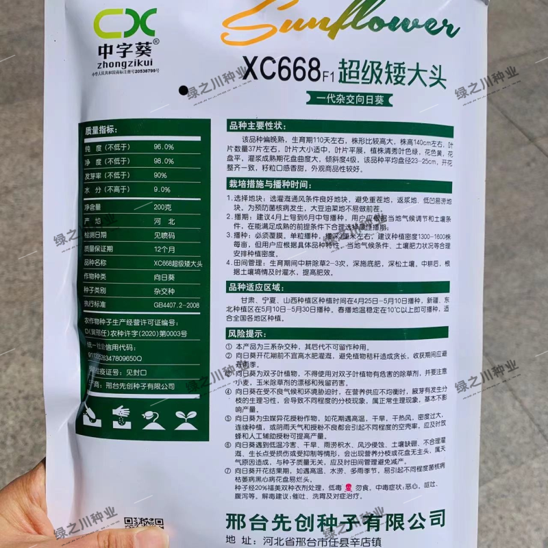 超级矮大头食葵种子xc668向日葵种子杂交大头食用葵种子