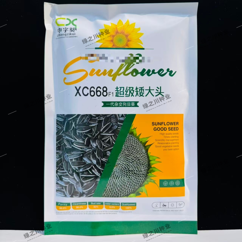 超级矮大头食葵种子xc668向日葵种子杂交大头食用葵种子