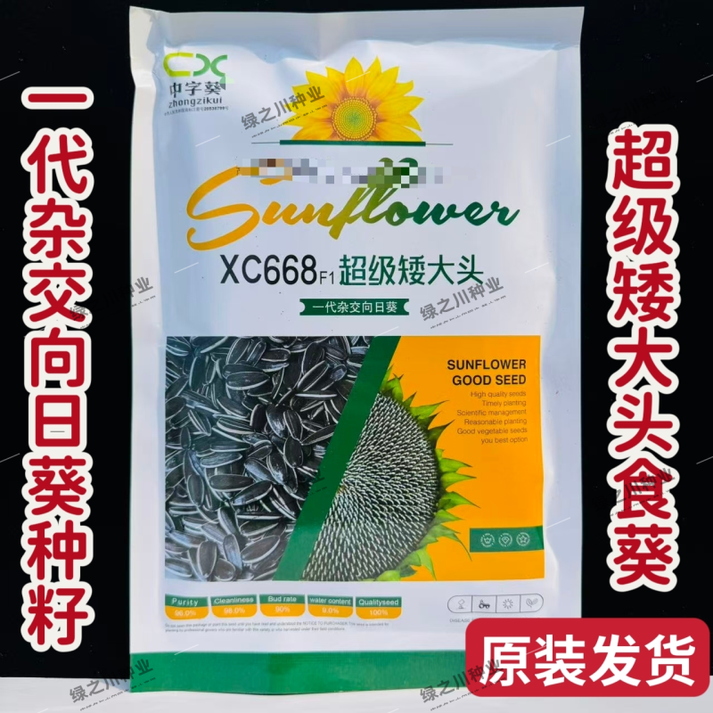 超级矮大头食葵种子xc668向日葵种子杂交大头食用葵种子