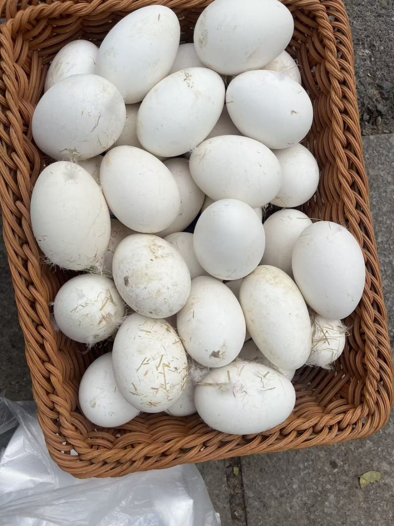 安徽阜阳土鹅蛋