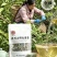 源山燕井冈山野生藤茶产地直发品质保证量大从优一手货源