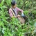 源山燕井冈山野生藤茶产地直发品质保证量大从优一手货源