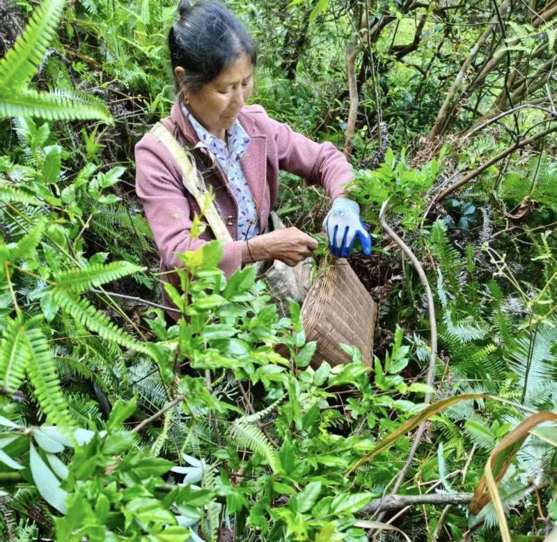 源山燕井冈山野生藤茶产地直发品质保证量大从优一手货源