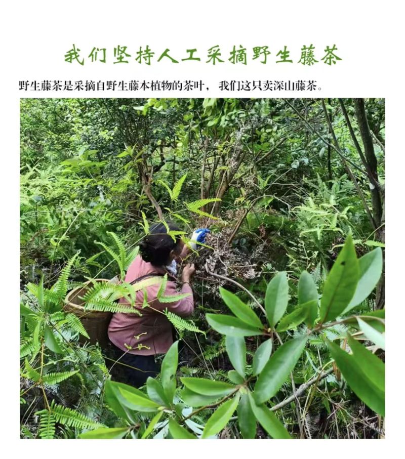 源山燕井冈山野生藤茶产地直发品质保证量大从优一手货源