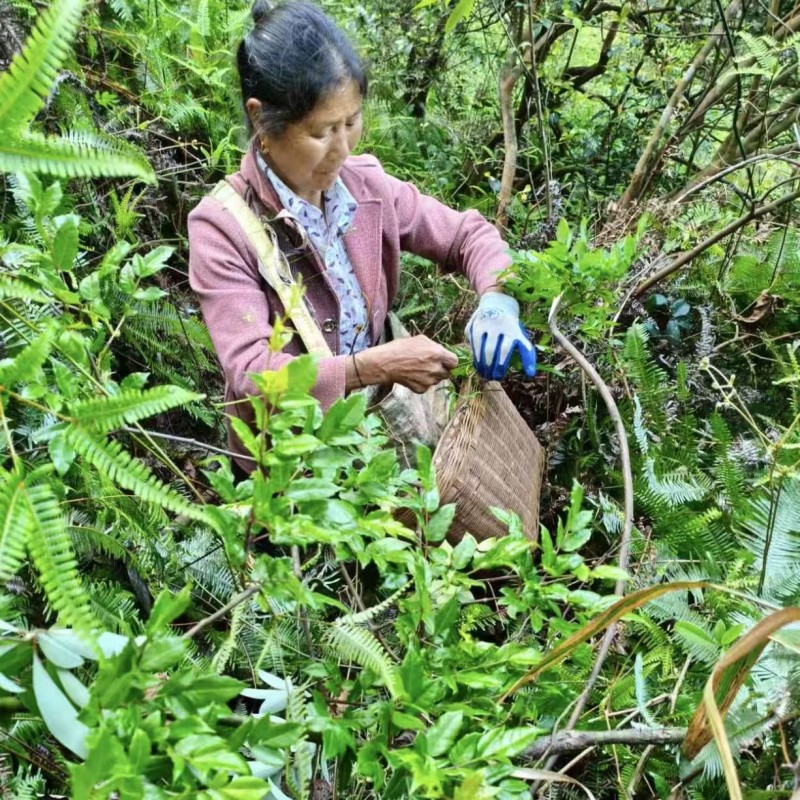 源山燕井冈山野生藤茶产地直发品质保证量大从优一手货源