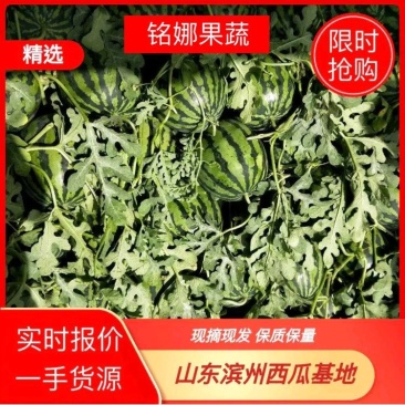 山东甜王西瓜省惠民县麻店镇甜王西瓜万亩西瓜上市中