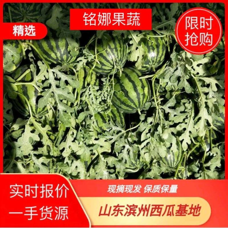 山东甜王西瓜省惠民县麻店镇甜王西瓜万亩西瓜上市中