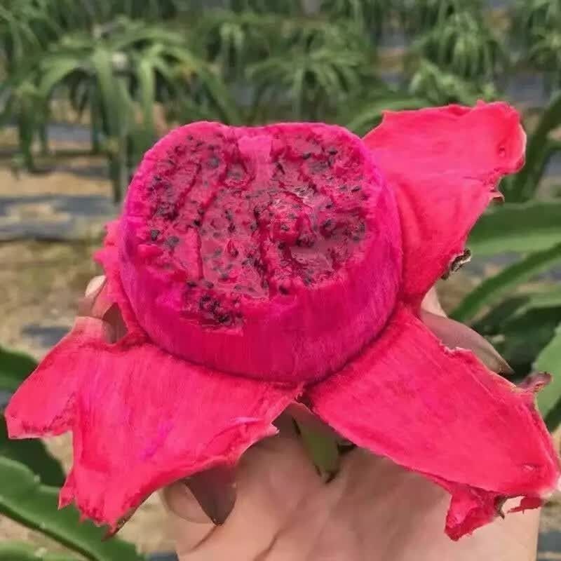 红心火龙果云南产地直发，品质保证，对接各大电商团购等
