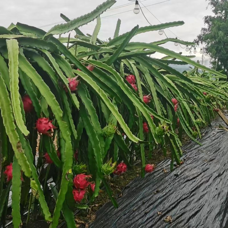 红心火龙果云南产地直发，品质保证，对接各大电商团购等