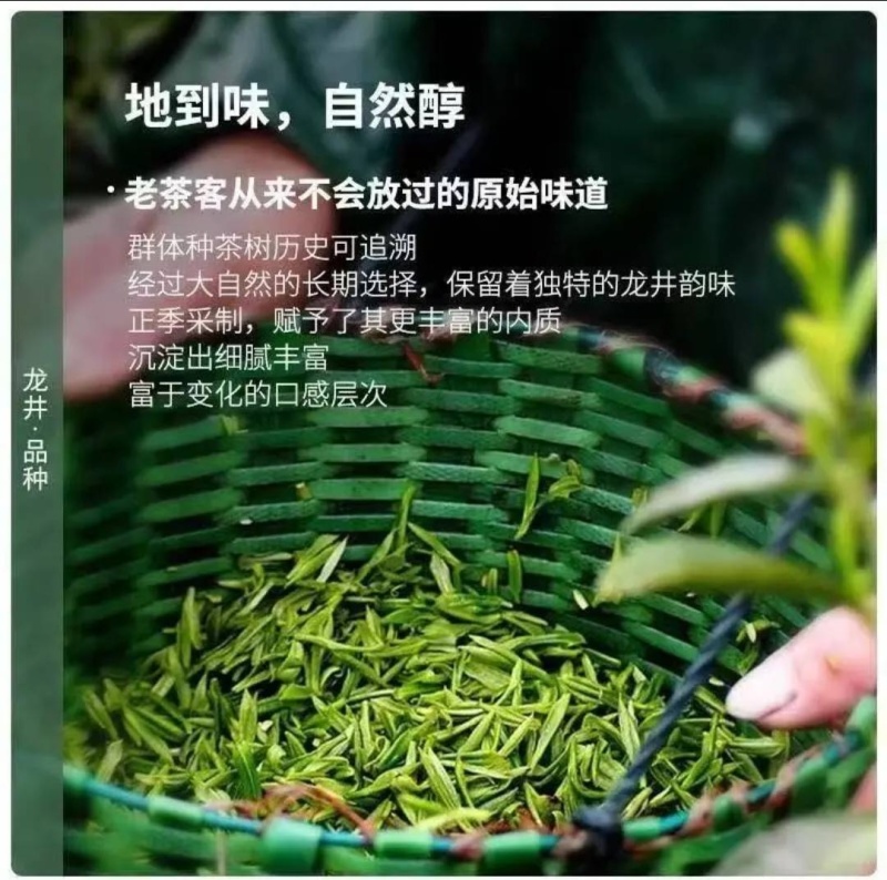 龙井茶绿茶批发电商用茶原料茶
