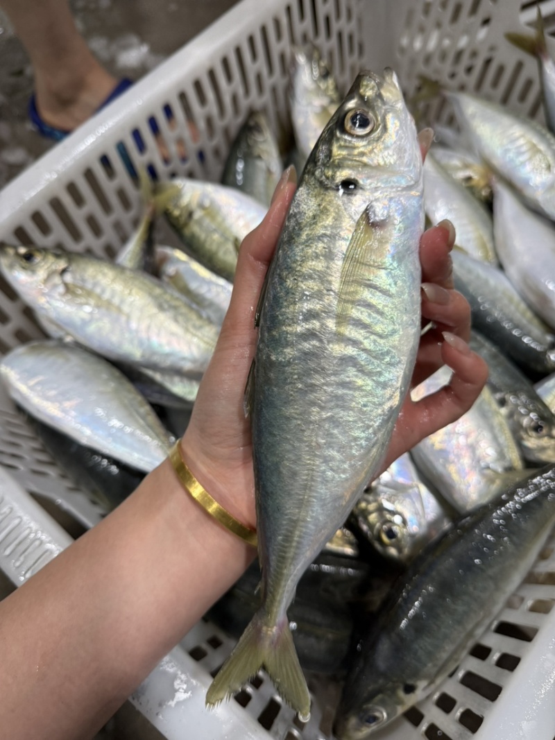 福建养殖巴浪鱼